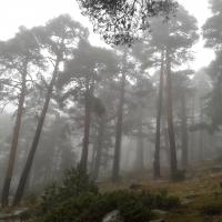 Niebla en el bosque de Valsaín
